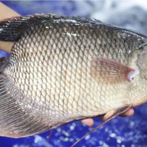 Cá Tai Tượng