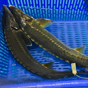 Cá Tầm