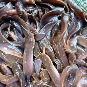 Cá trê nhỏ ( phóng sanh , cá giống)